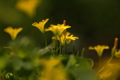 花が咲く