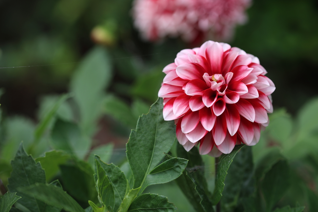 Dahlia
