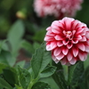 Dahlia