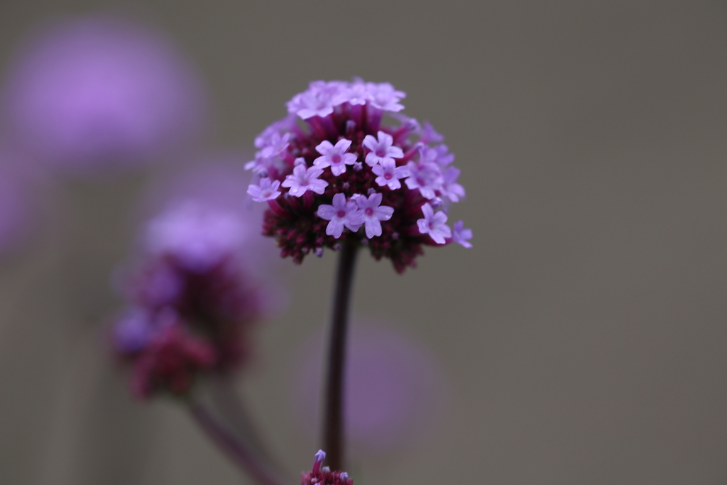 花笠