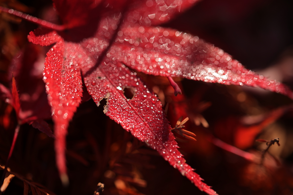 紅葉のあせ