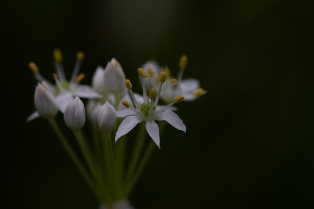 韮の花
