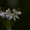 韮の花