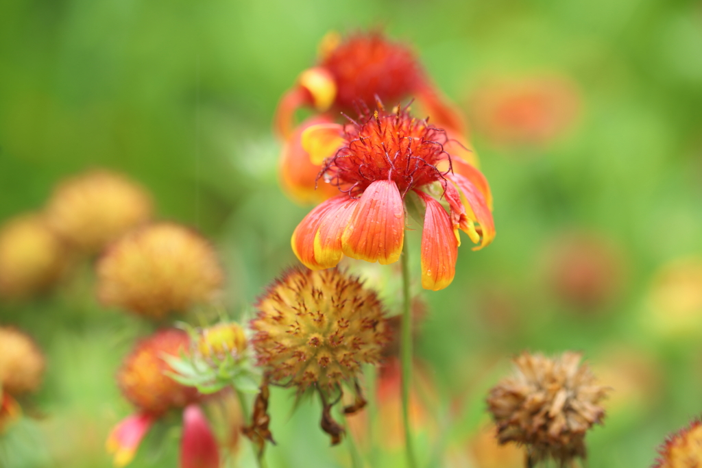 花は終わっても