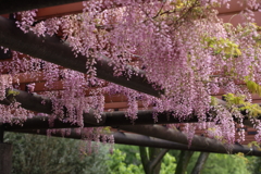 満開
