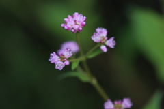 愛らしき花