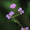 愛らしき花