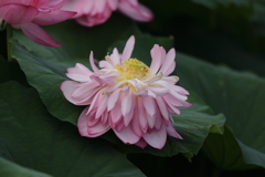レンコンの花