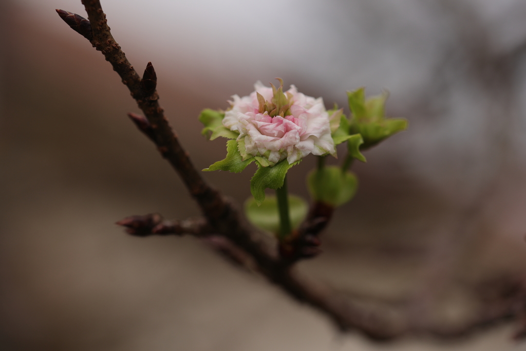 秋桜