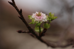 秋桜