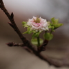 秋桜