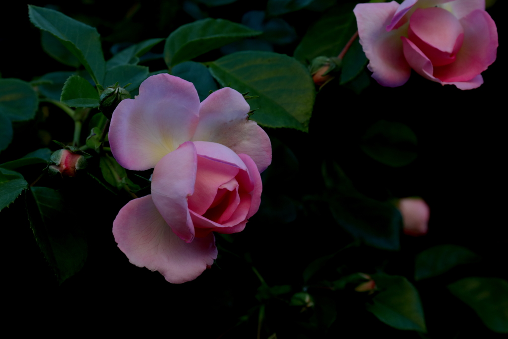出しそびれの薔薇