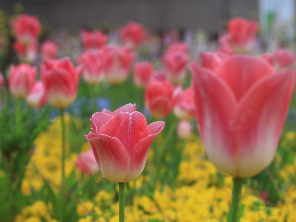 春の花園