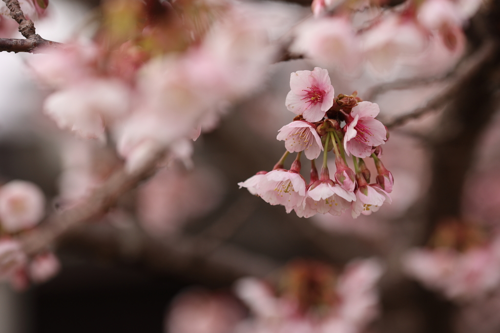 ピンクに染まる季節
