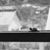 窓