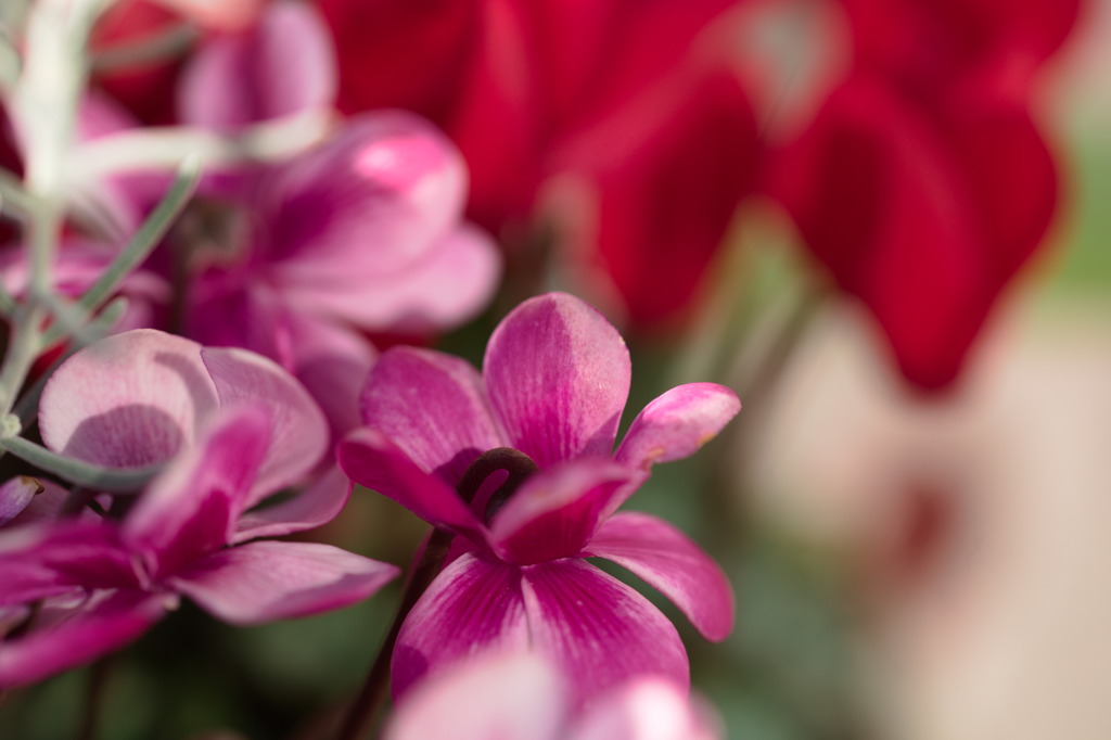 冬の花