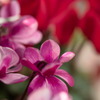 冬の花