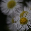 野の花