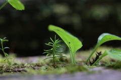 生命芽吹くとき