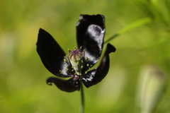 黒の花弁