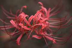 曼殊沙華
