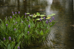 梅雨入りの池