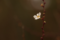 ちっちゃな花