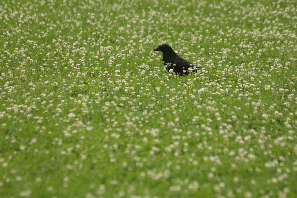 お花畑に不釣り合いな奴