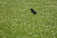 お花畑に不釣り合いな奴