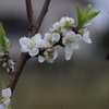 白い花