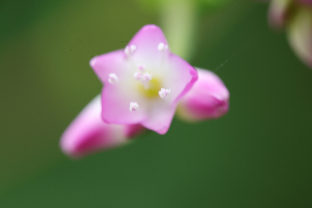 小さな小さな花
