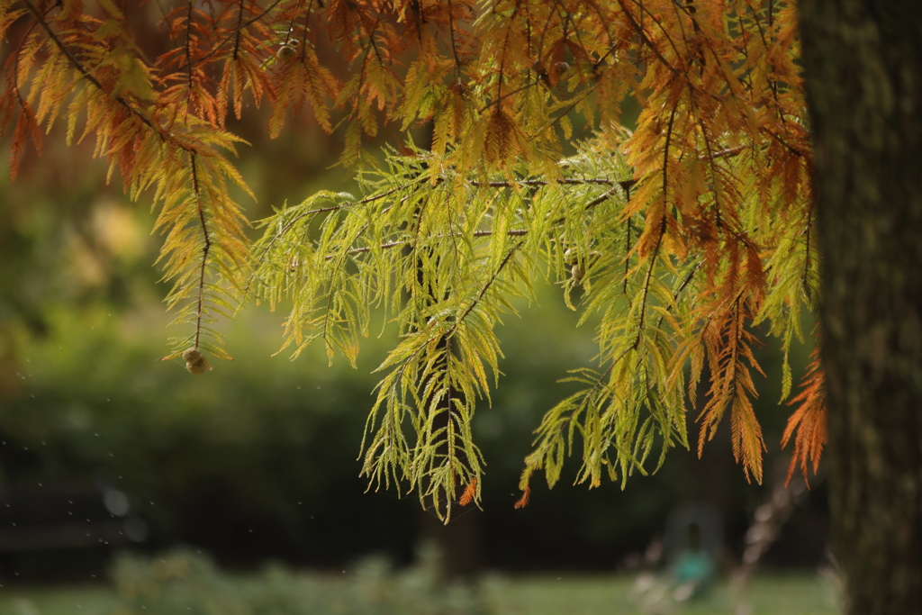 秋に紅葉する針葉樹