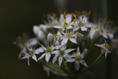 花たちの集まり