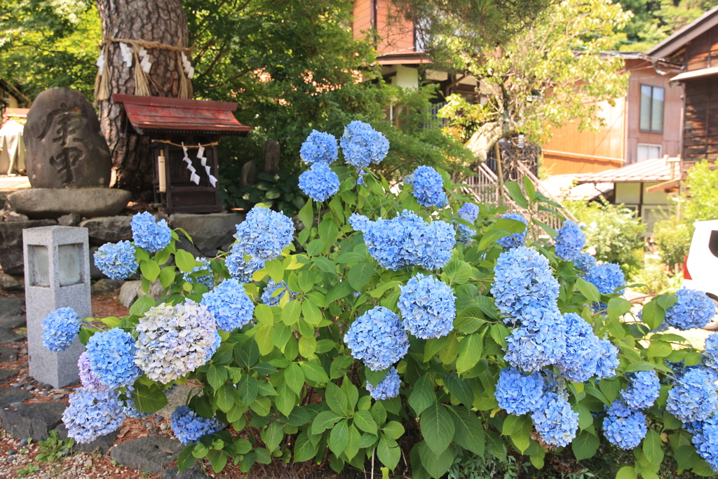 庚申塚の紫陽花