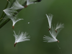 ひらりひらりと