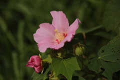 芙蓉