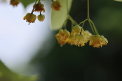 菩提樹