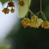 菩提樹