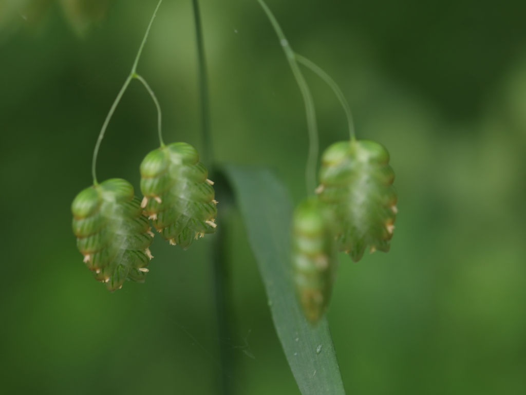 Green insect