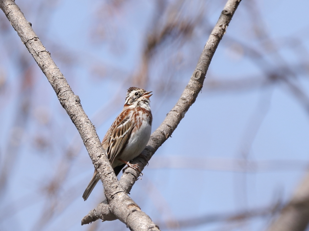 鳥たちの発声練習Ⅱ　カシラダカ