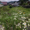 山村の彩