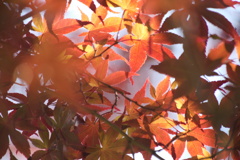 梅雨紅葉