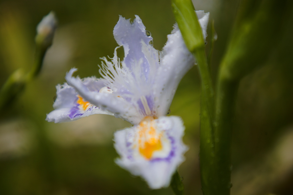 華