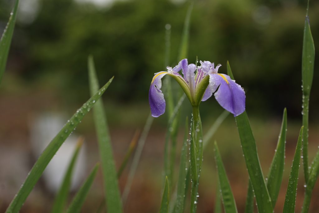 雨降り