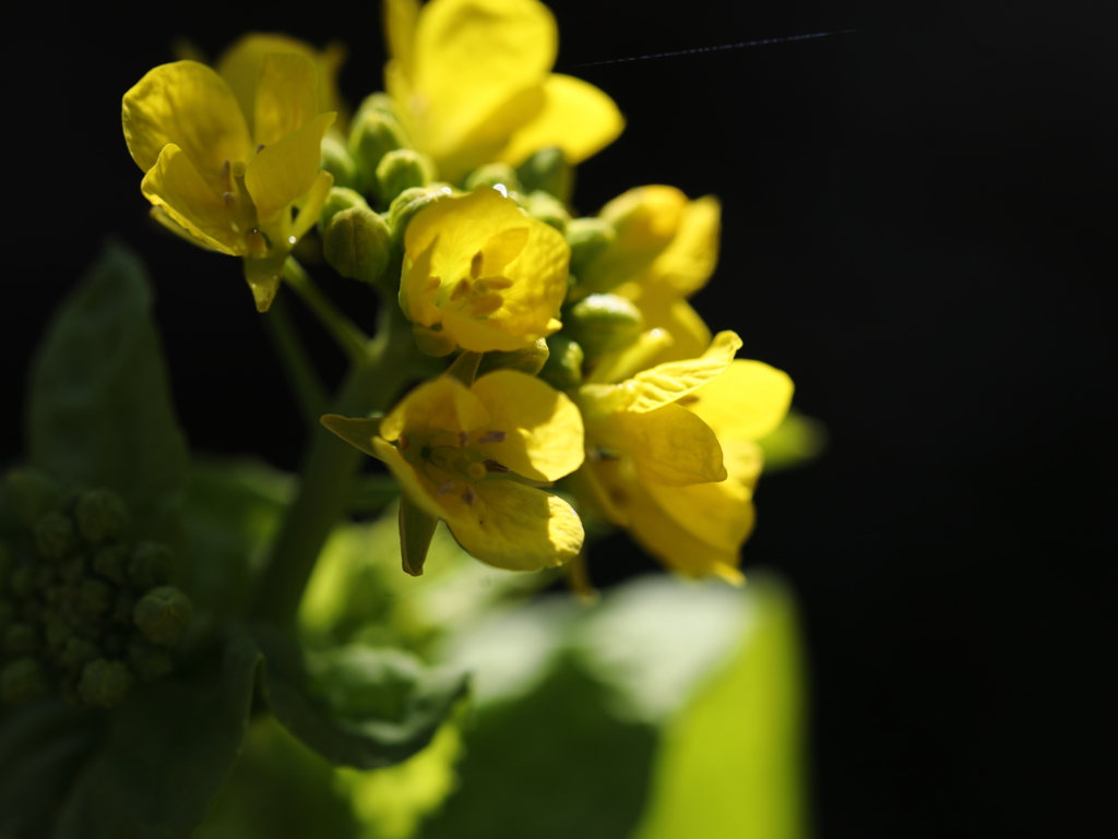 花菜