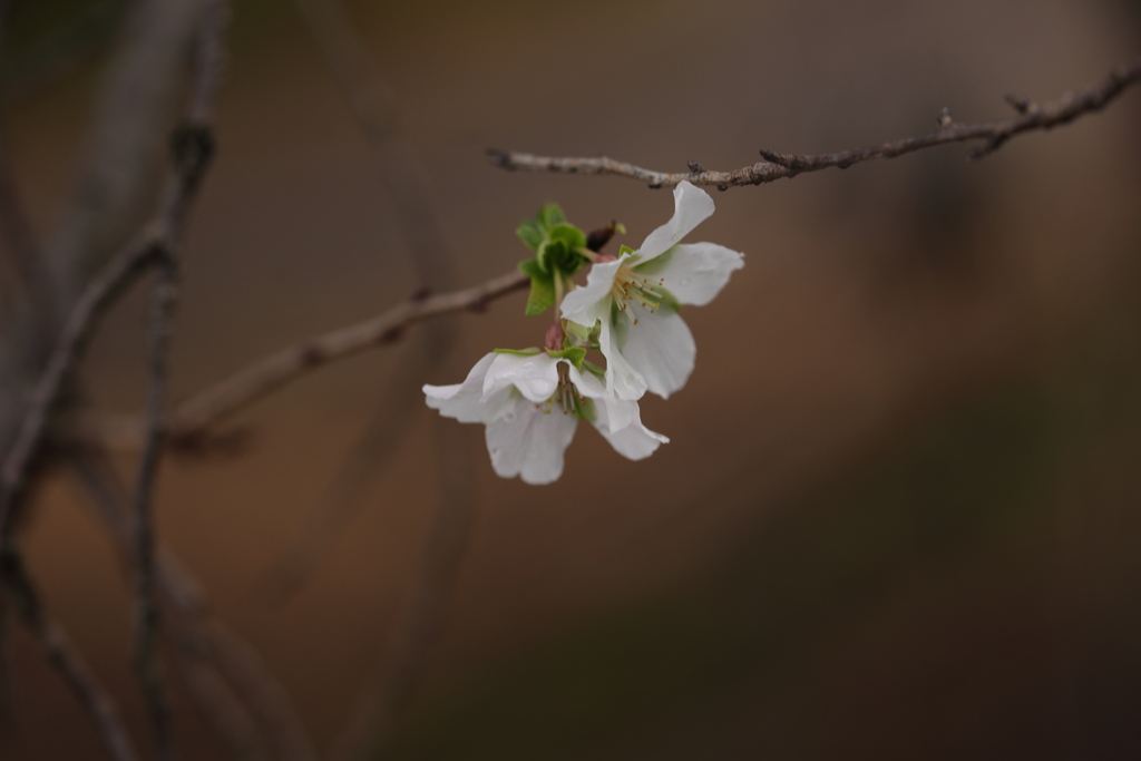 四季桜