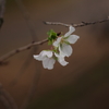四季桜