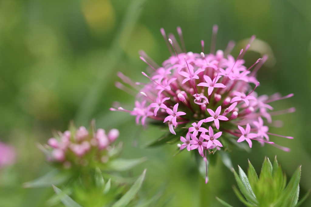 フォプシス　スティローサ