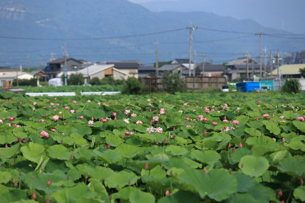 レンコン畑の夏