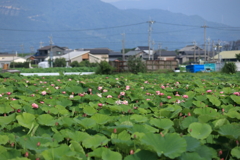 レンコン畑の夏